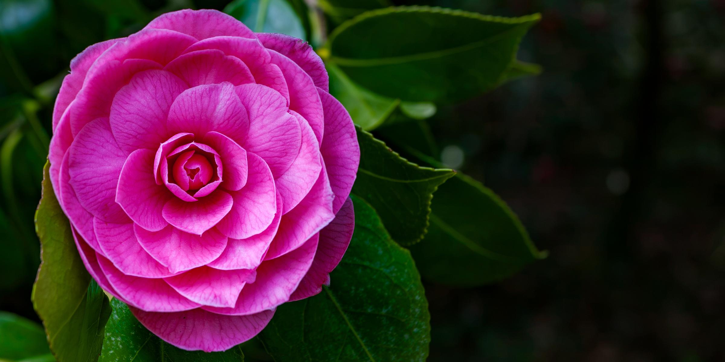 Vibrant pink camellia flower Seattle Washington United States