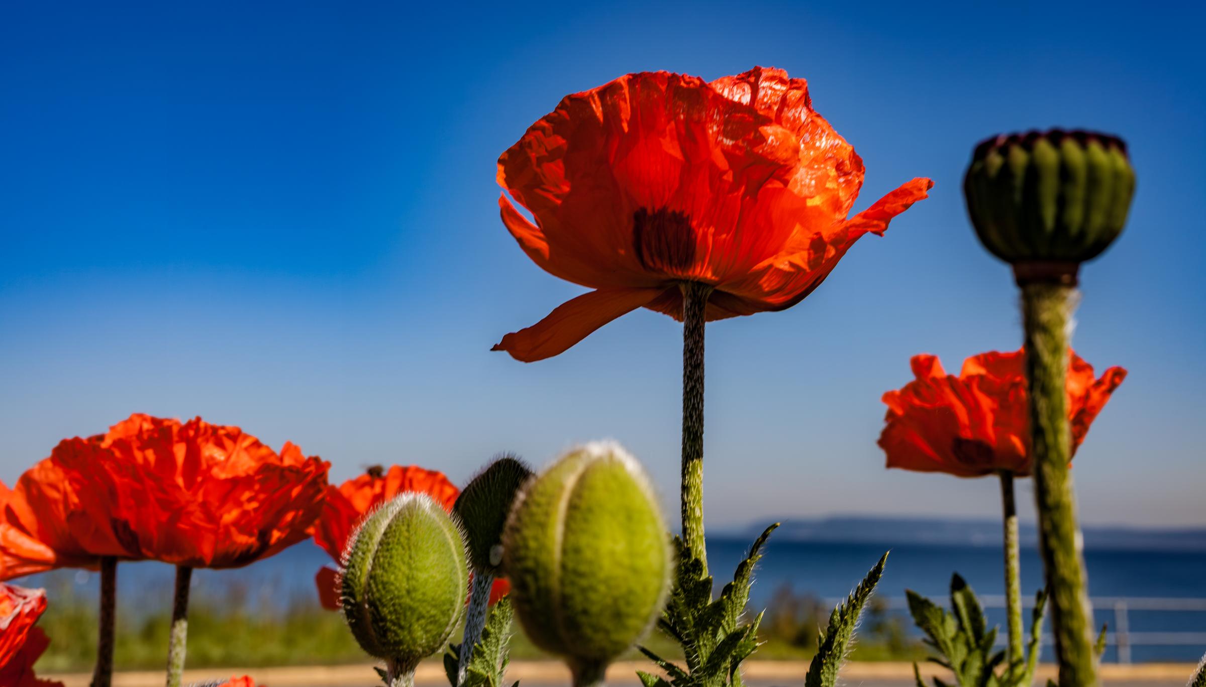 Red poppies against blue sky Edmonds Washington State United States