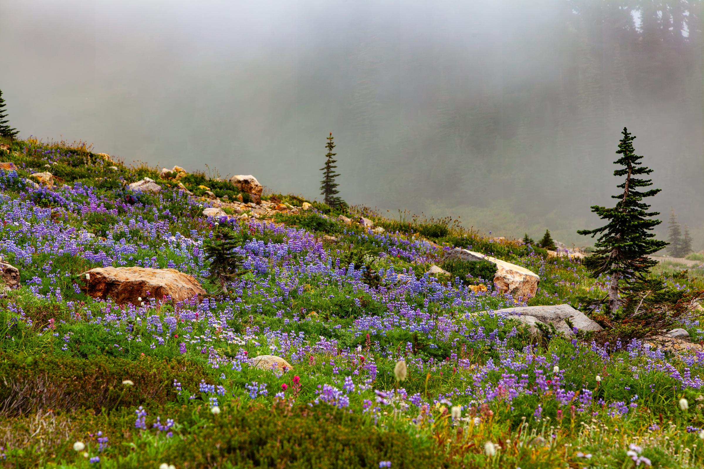 Misty Mountain Alpine Hike