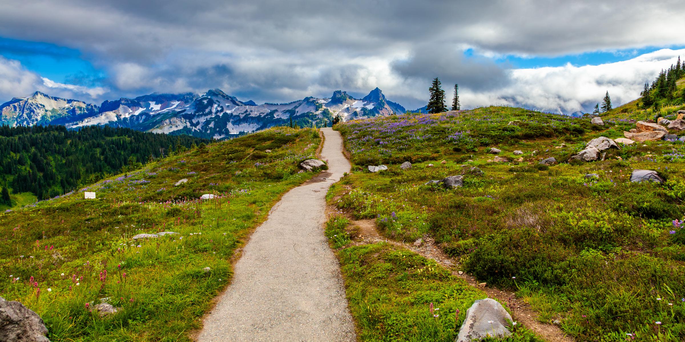 Path through mountain meadow Mount Rainier Washington State United States