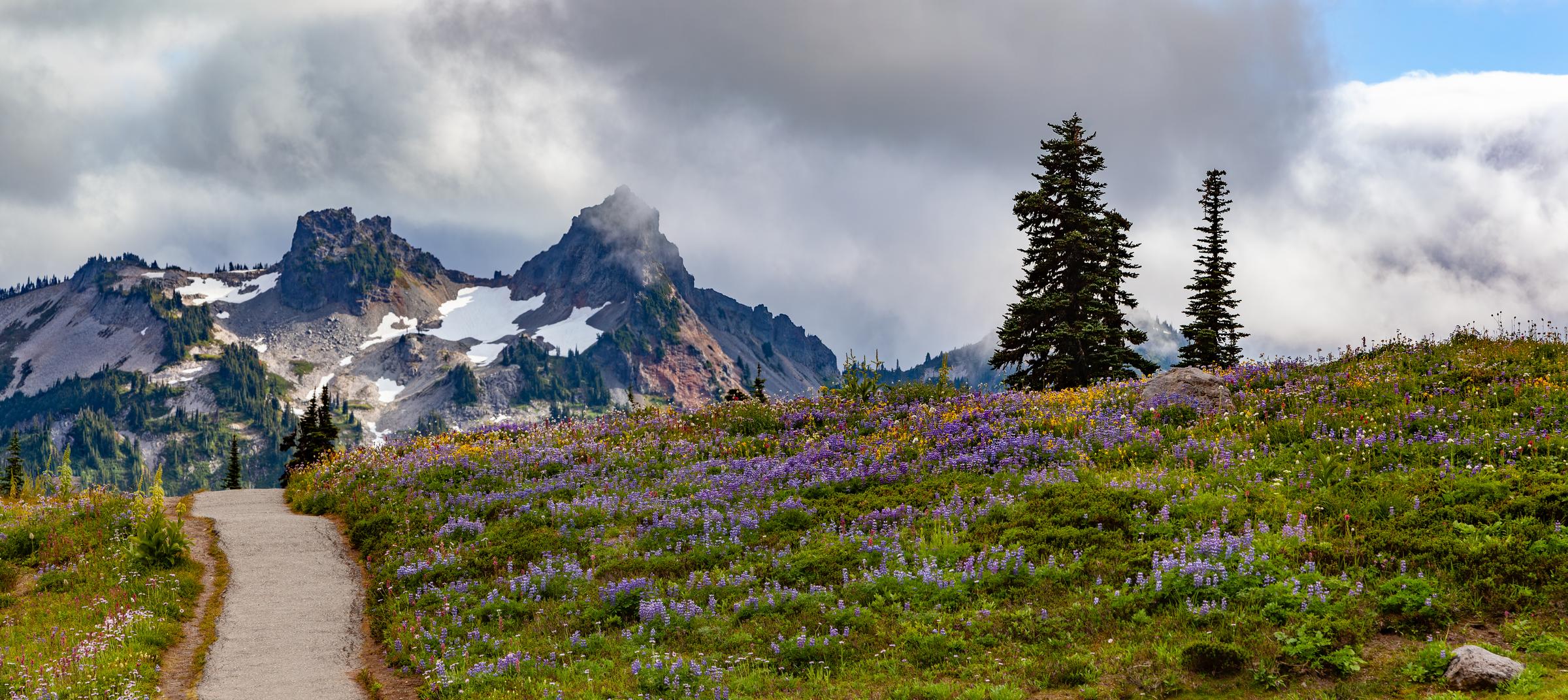 Mountain Trail with Wildflowers Mount Rainier Washington State United States