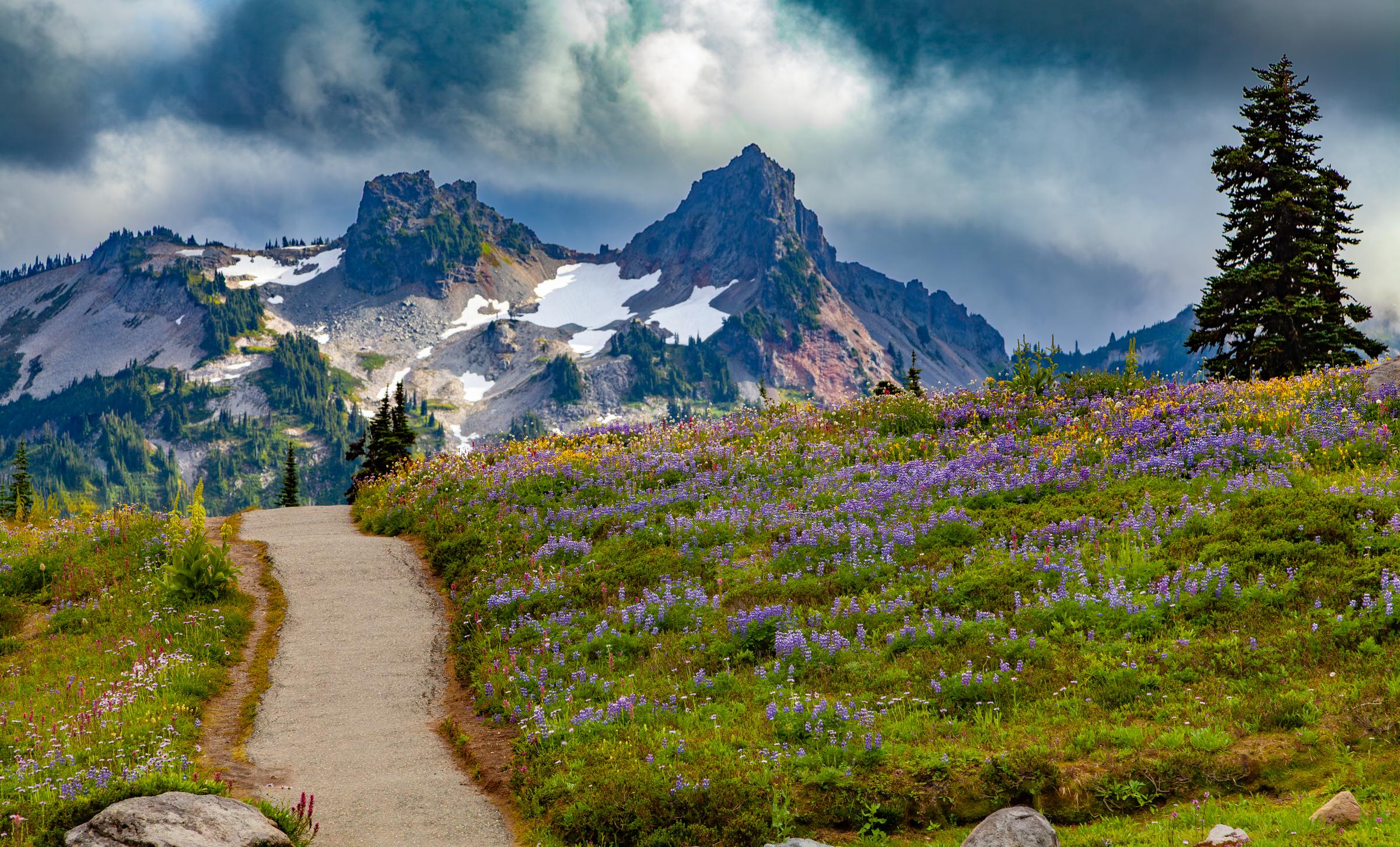 Alpine Gardens, Mountains, Mt Rainier, United States, Washington