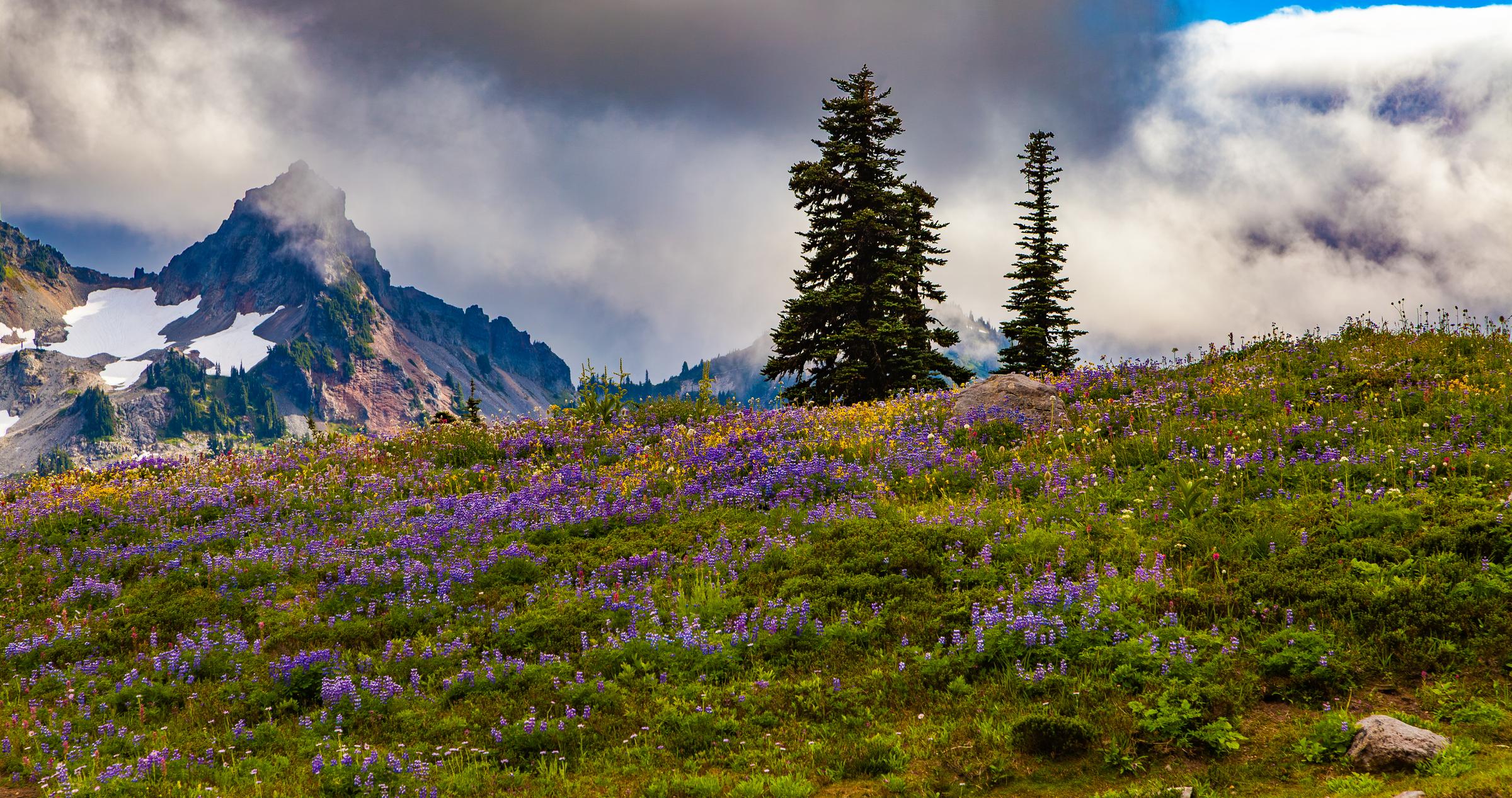 Wildflowers on a mountain slope Mount Rainier Washington State United States