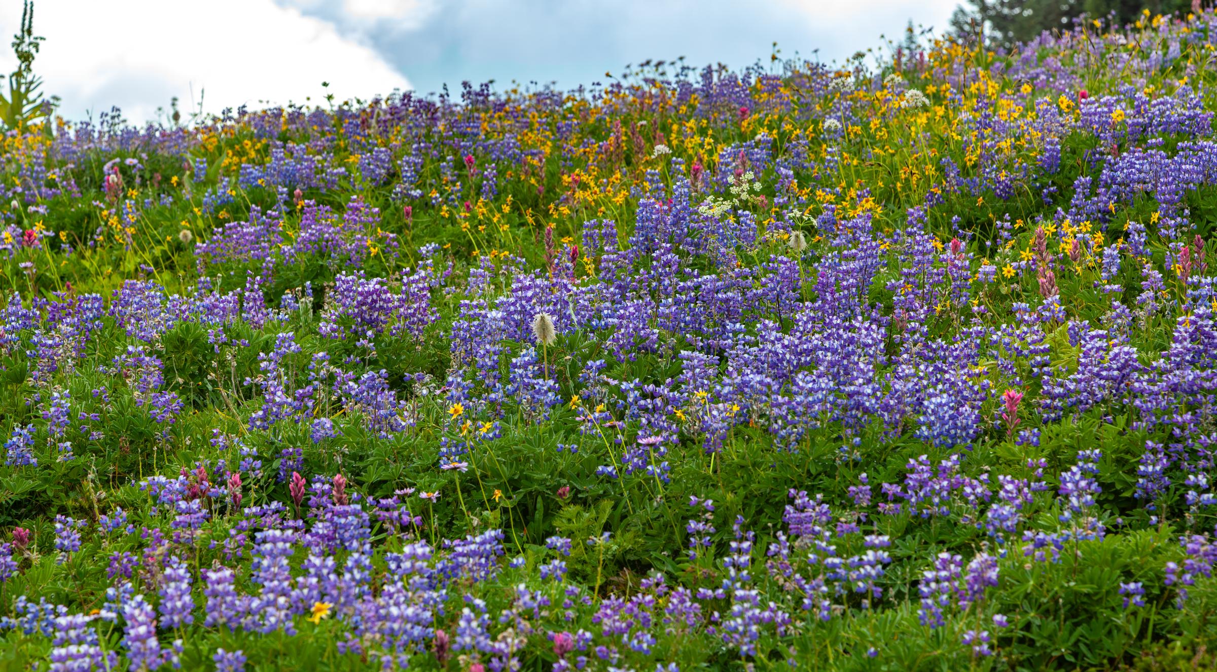 Wildflowers in a meadow Mount Rainier Washington State United States