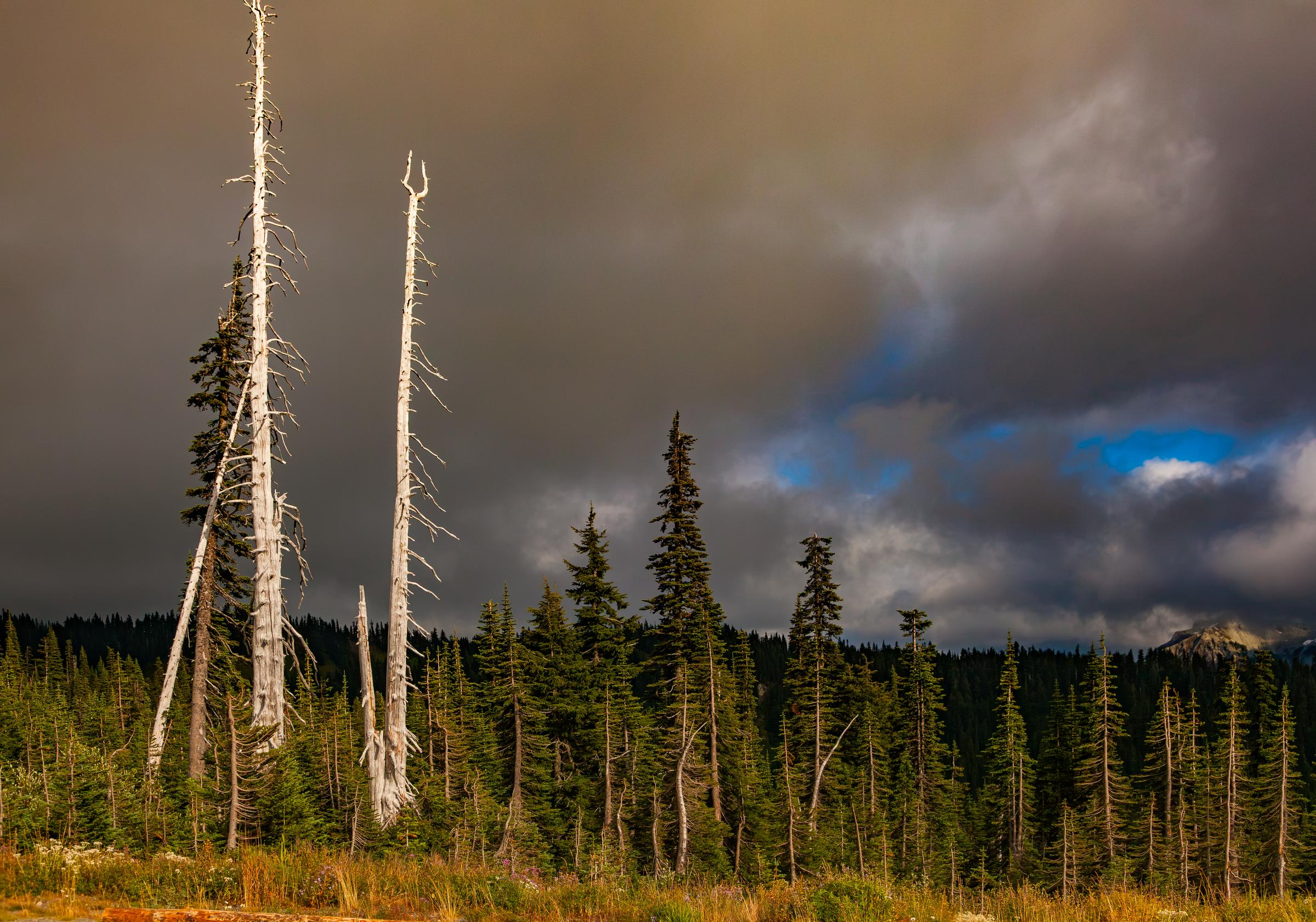 Stormy Forest Mount Rainier Washington State United States