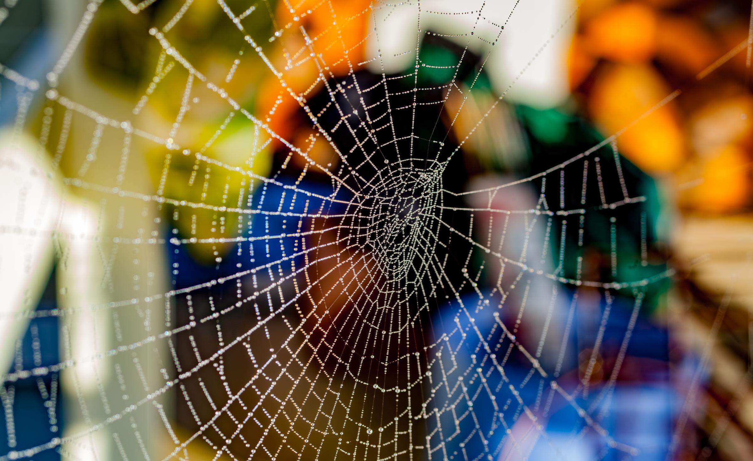 Spider Web with Blurred Background Seattle Washington United States