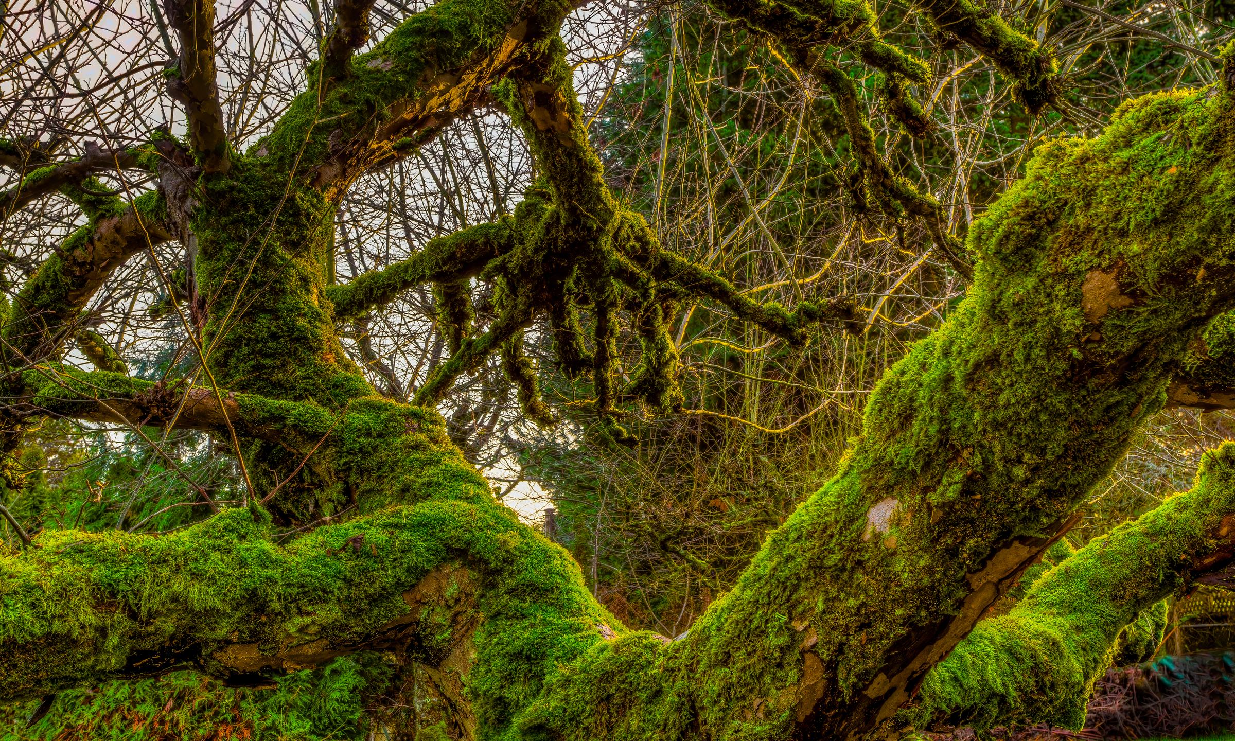 Vibrant Mossy Trees in an Urban City