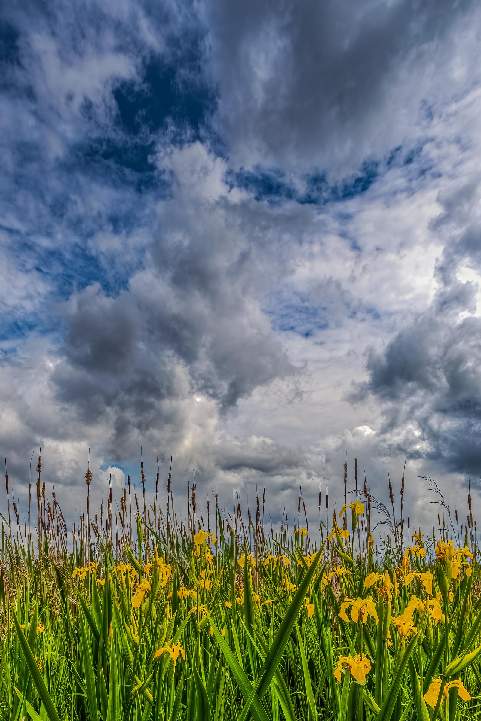 Cloudy Day in a Field of Yellow Flowers