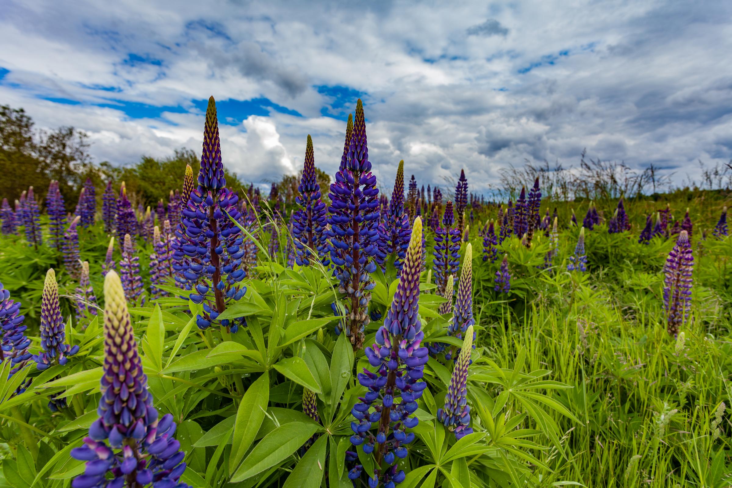 Lupine Flowers in Bloom Seattle Washington United States