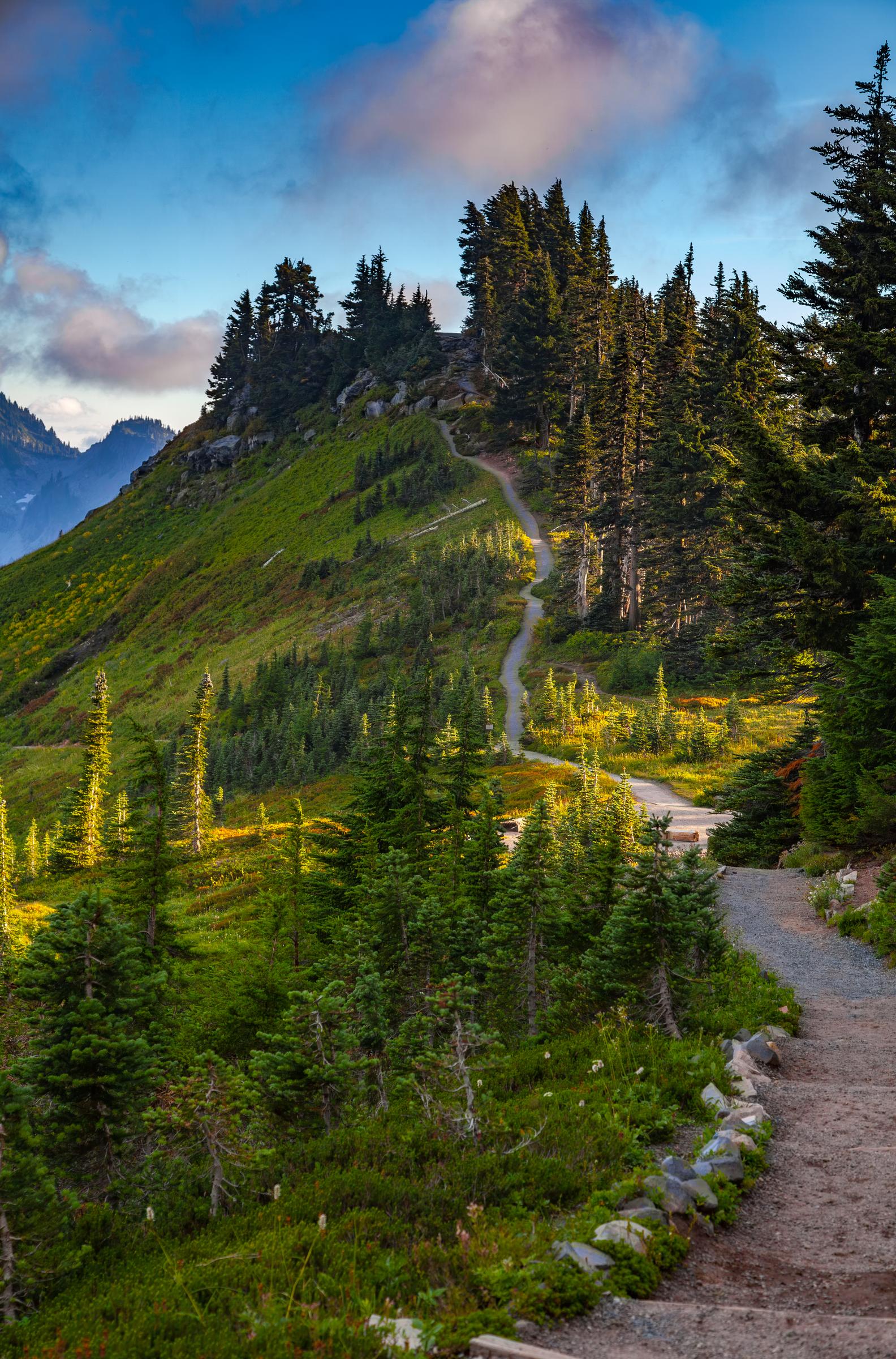 Mountain Trail Winding Through Forest Mount Rainier Washington State United States
