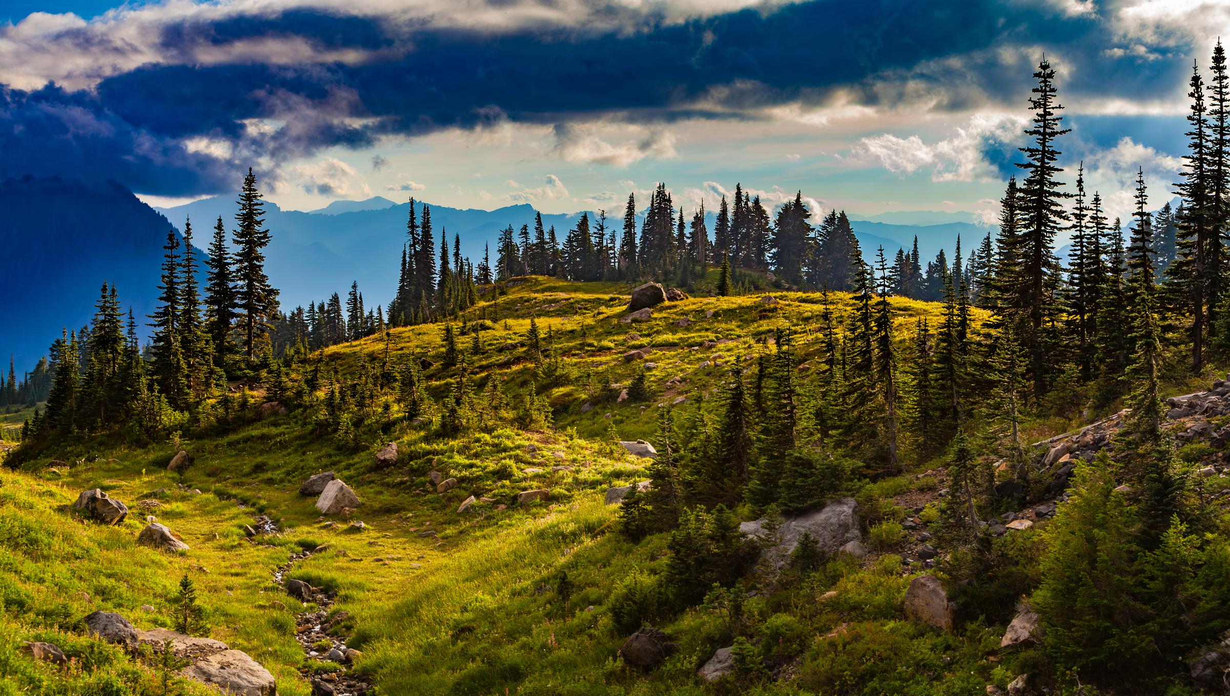 Mountain Landscape with Pine Trees Mount Rainier Washington State United States