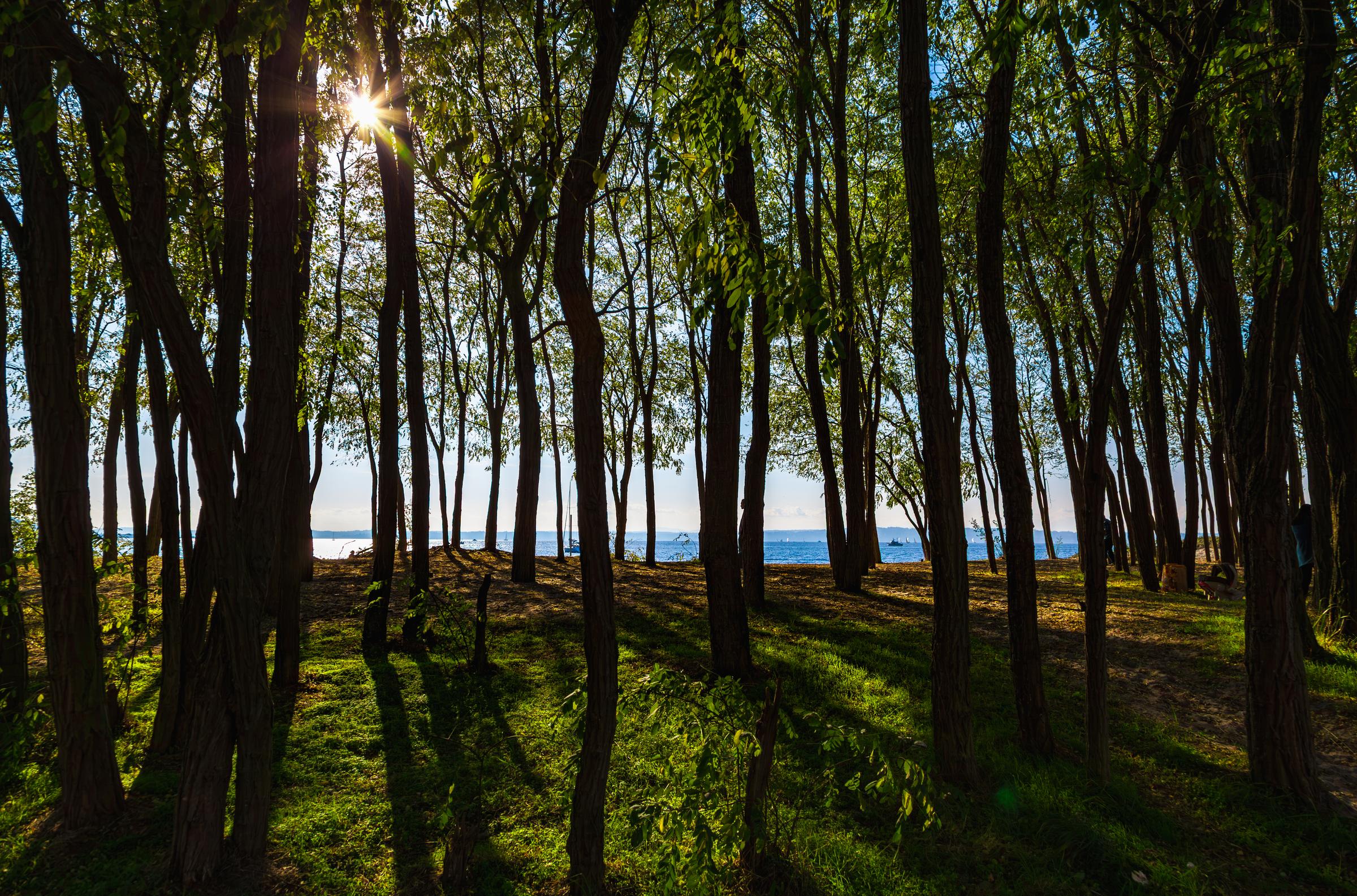 Sunlight through trees Edmonds Washington State United States