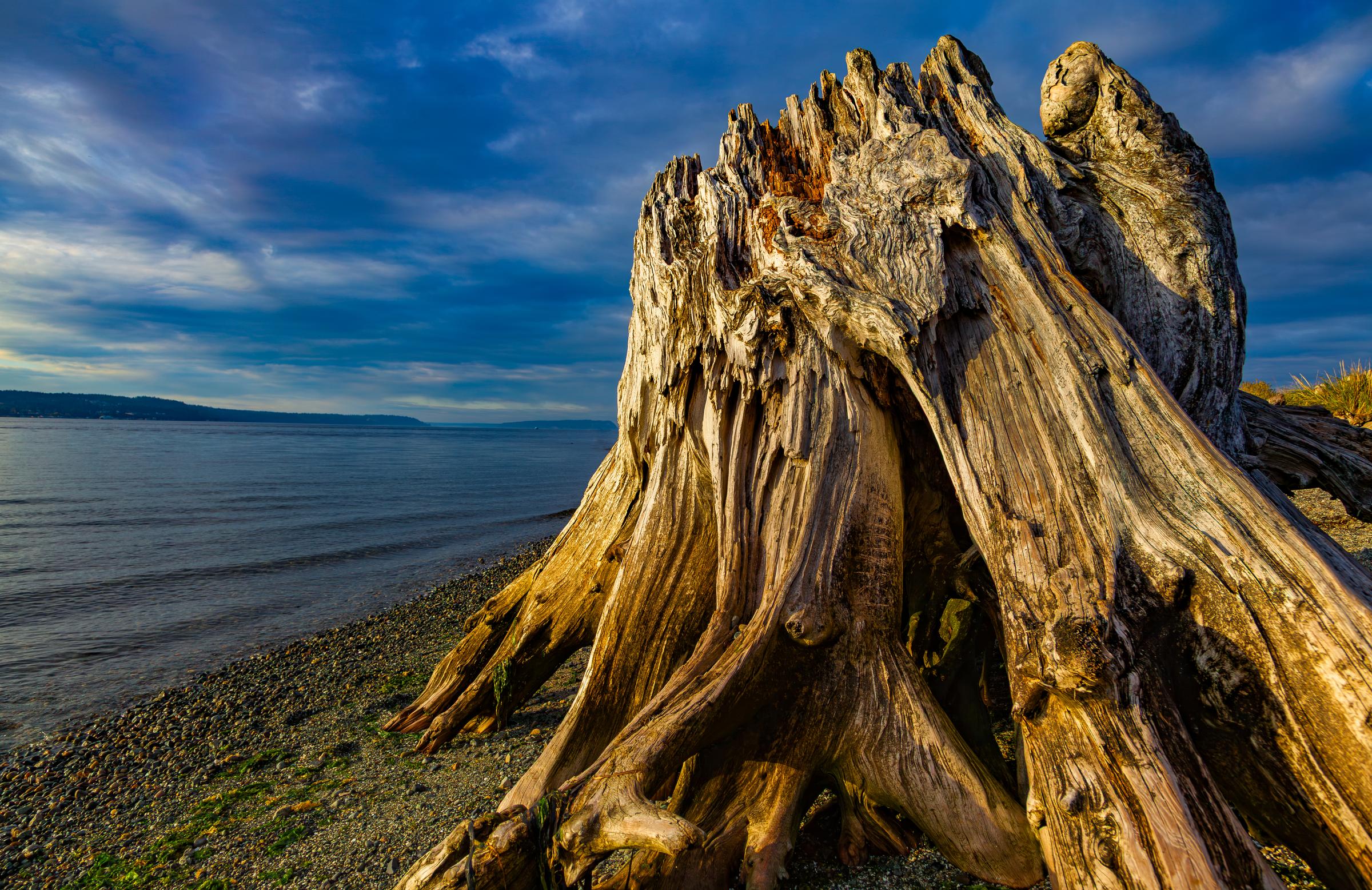 Driftwood on the Shore North Cascades Washington State United States