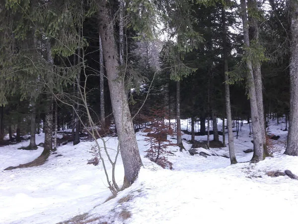 Forever Bound to the Alps cover