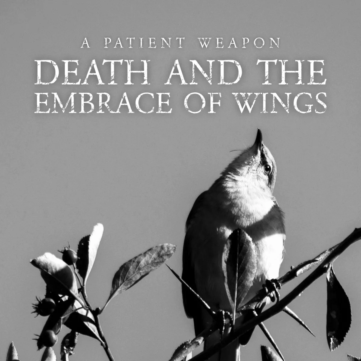 Death and the Embrace of Wings cover