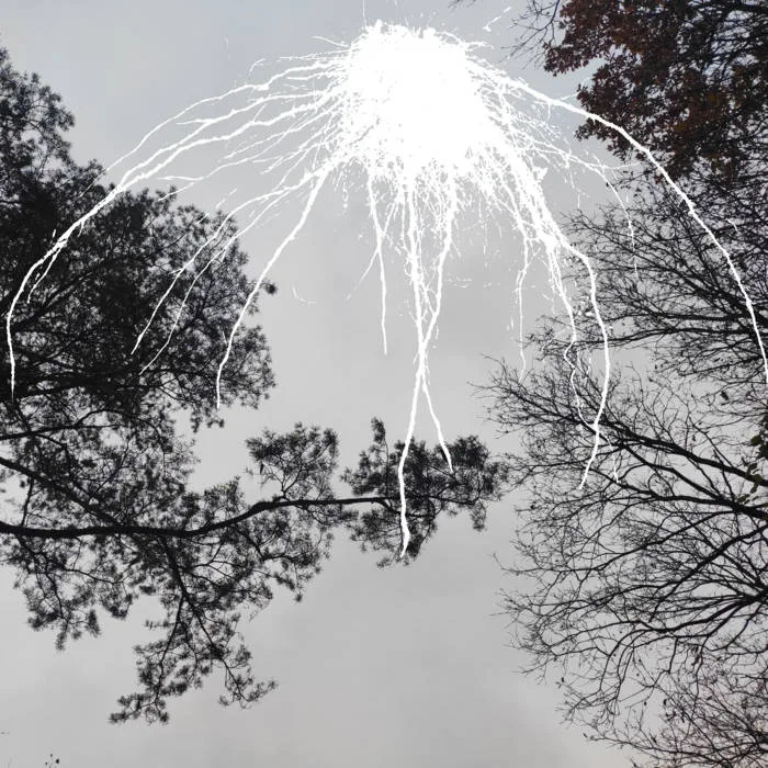 Halo of Acorns cover