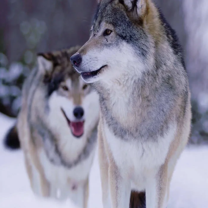 The Road to Oblivion cover