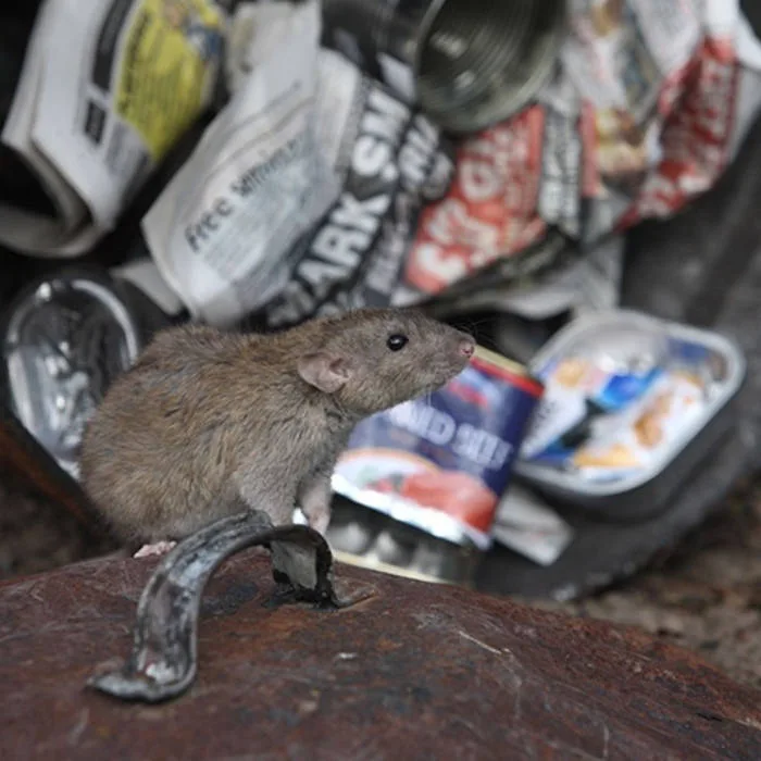 Put Me in the Bin cover