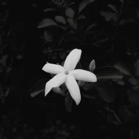 My Unholy Queen cover