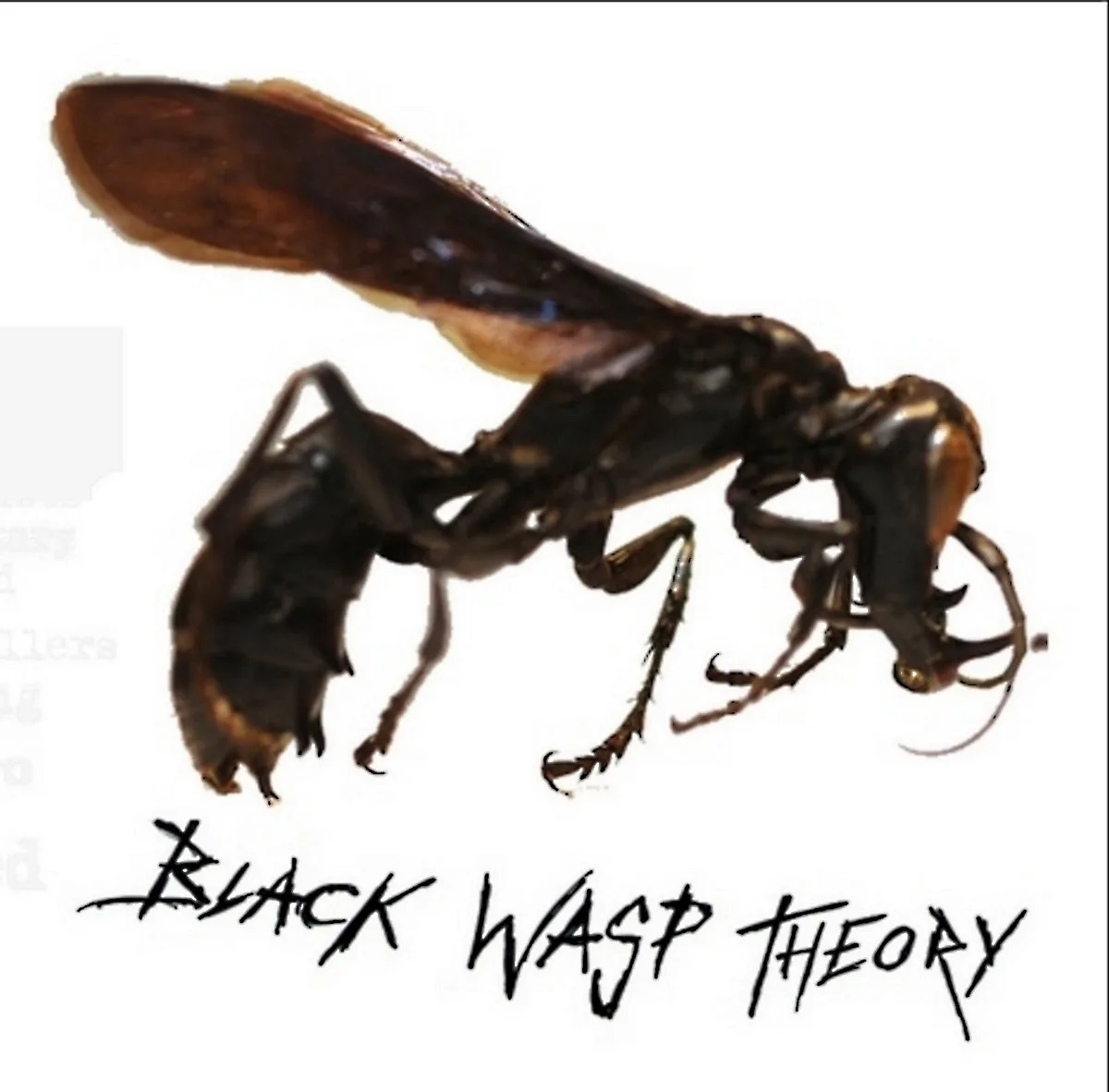 Black Wasp Theory cover