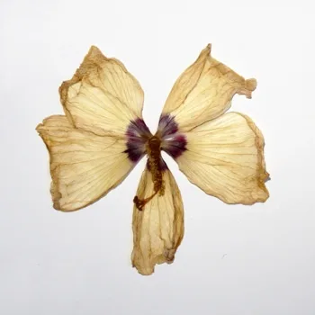 The Face of the Waters cover