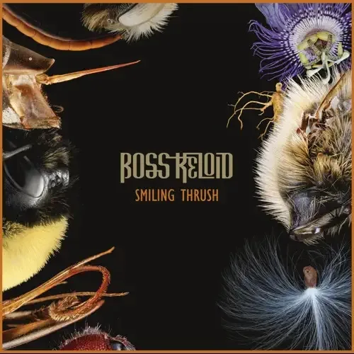 Smiling Thrush cover