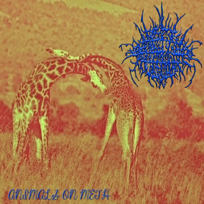 Animals on Meth cover