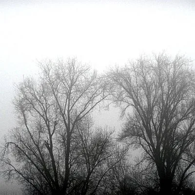 Brouillarbre cover