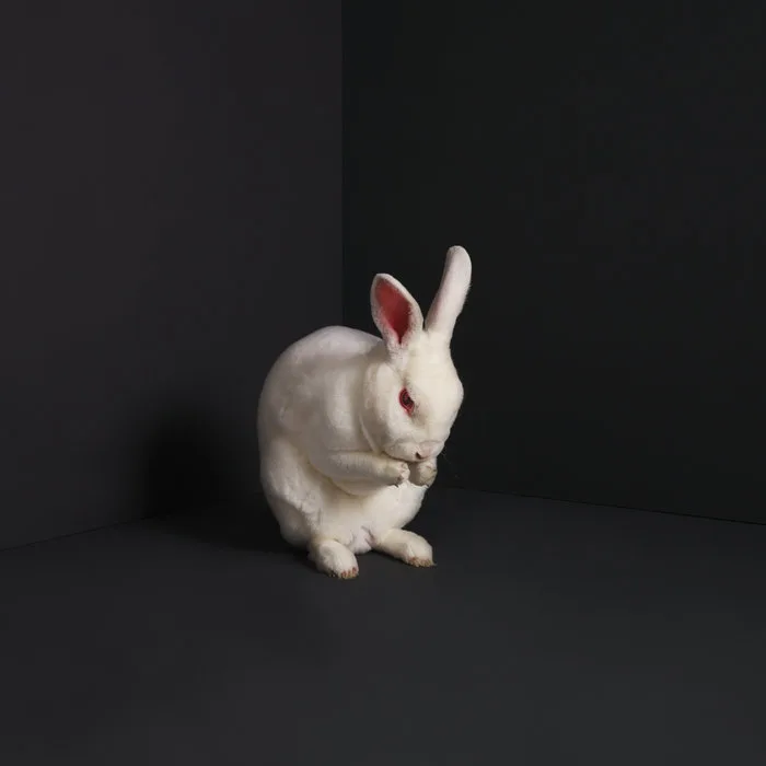 Rabbits cover