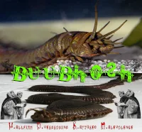 W.allfish O.vergrowing R.aptured M.alevolence cover