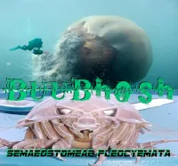 Semaeostomeae Pleocyemata cover