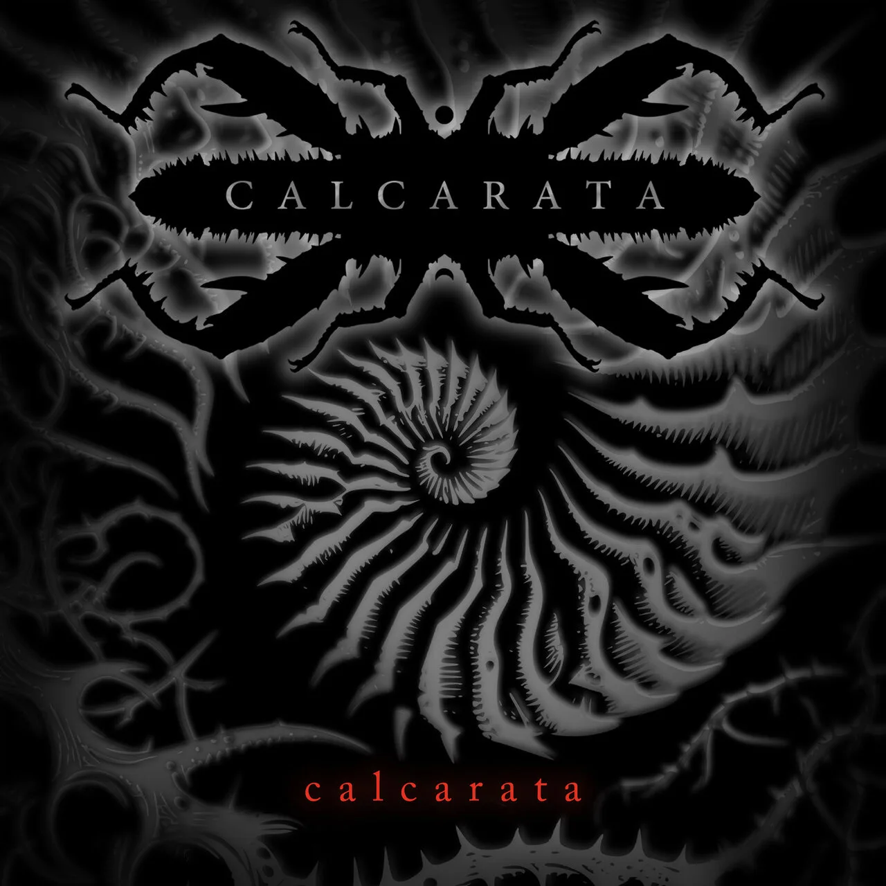 Calcarata cover
