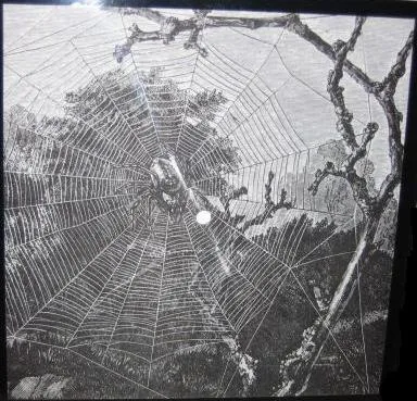 Midnight Fantasy cover