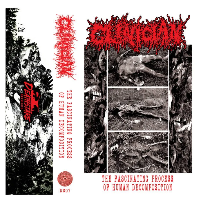 The Fascinating Process of Human Decomposition cover
