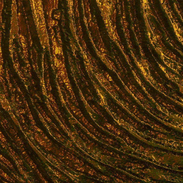 Domesticate The Weak cover