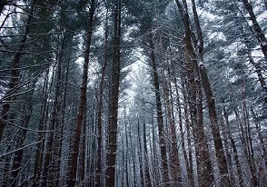 Winter's Lantern cover