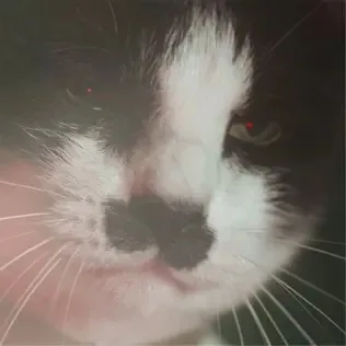 Where Madness Reigns cover