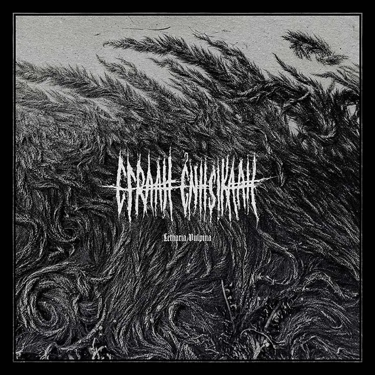 Letharia Vulpina cover