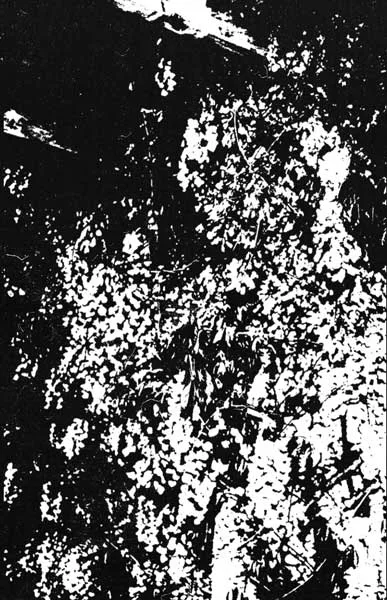 Enshroud / Lipitoare cover