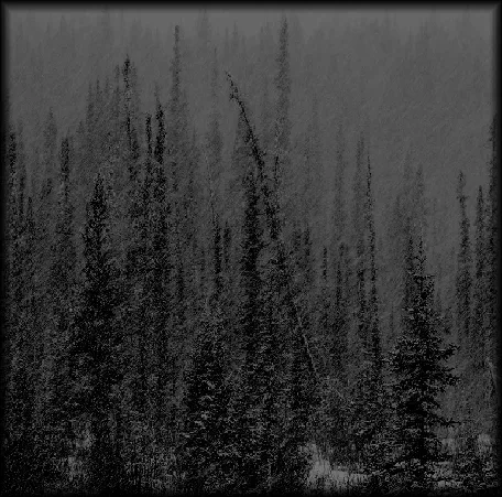 White-Nose Syndrome cover