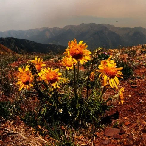 As the Fires Burn cover