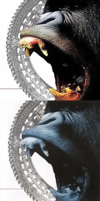 Burmese / Fistula cover