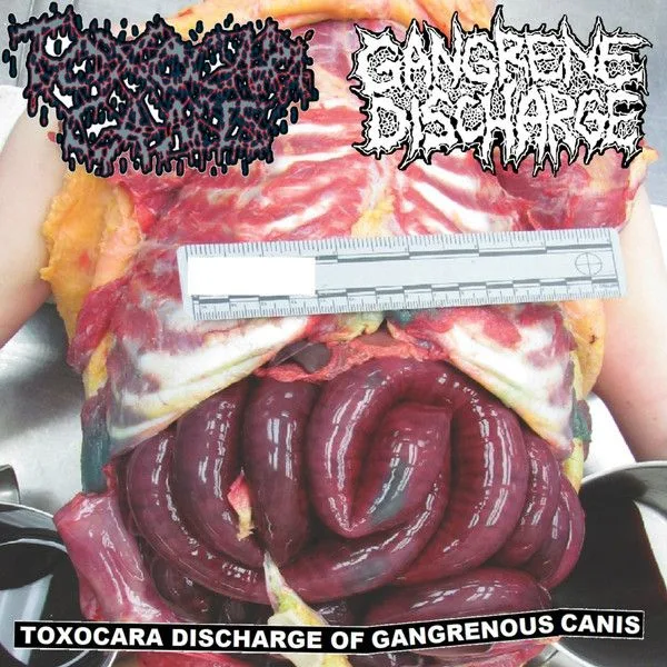 Toxocara Discharge of Gangrenous Canis cover