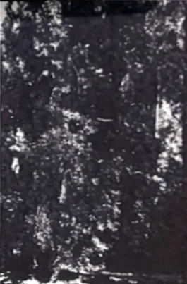 In Communication with Owls cover