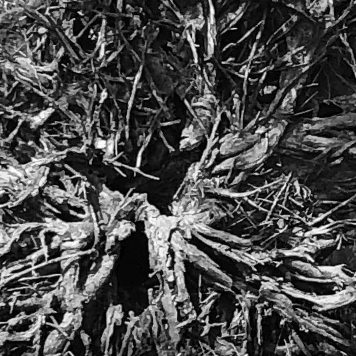 Eutierria cover