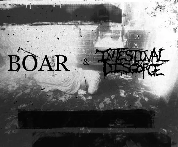 Boar & Intestinal Disgorge cover