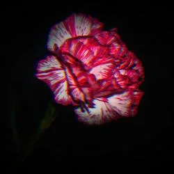 Carnation cover