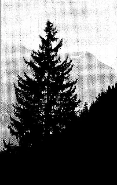 Käärmeenkantaja cover