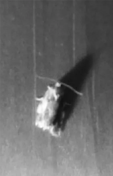 Amongst the Moths cover