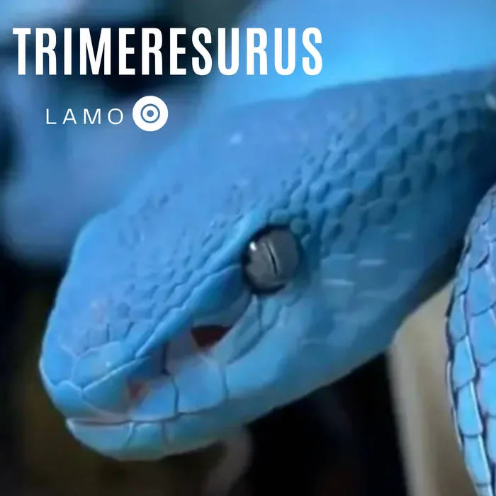 Trimeresurus cover